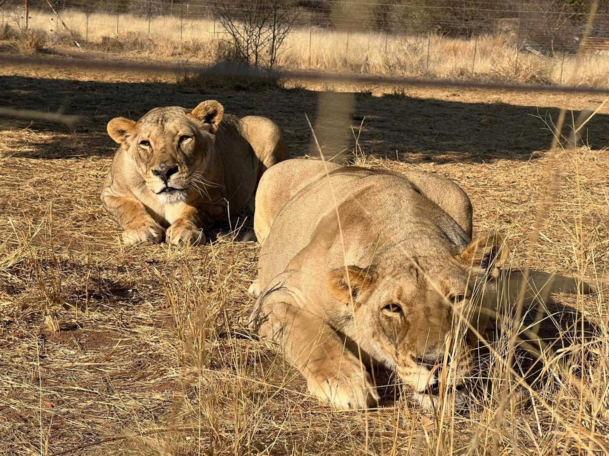 Simba Safaris African Pride Exotic Lodge Lephalale Exterior foto